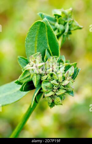 Orache comune o radice di ferro (patula atriplex), primo piano mostrando un grappolo di fiori piuttosto insignificanti della pianta. Foto Stock