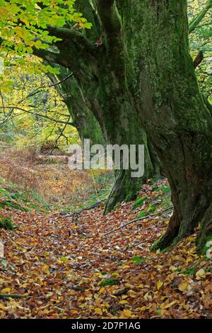 Colori autunnali e alberi di faggio nella Foresta di Dean REGNO UNITO Foto Stock