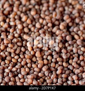 Primo piano che mostra una massa di semi raccolti dal papavero a testa lunga (papaver dubium). Foto Stock