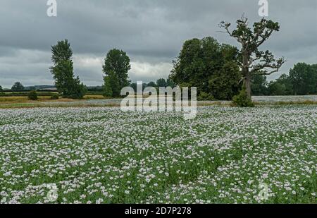 Papavero di oppio, papaver somniferum, essendo coltivato come raccolto, in Dorset. Foto Stock