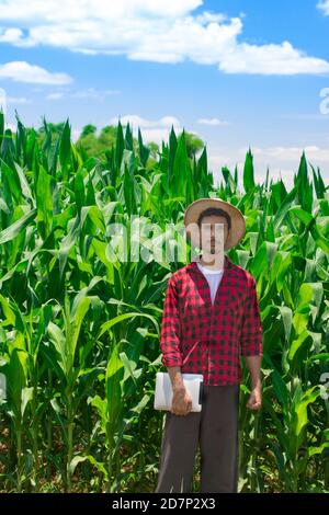 Coltivatore che utilizza un computer tablet digitale nella piantagione di campi di mais coltivati. Moderna applicazione tecnologica nell'attività agricola in crescita. Imag. Concetto Foto Stock