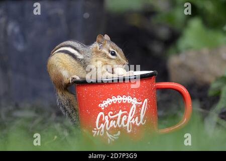 Un chipmunk orientale che mangia da una tazza Foto Stock