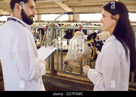 Due giovani veterinari che parlano sullo sfondo delle mucche nel fienile di una fattoria casearia. Foto Stock