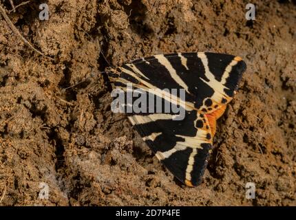 Jersey Tiger Moth, Euplagia quadripunctaria, si stabilì a terra sulla scogliera sottostante, West Dorset. Foto Stock