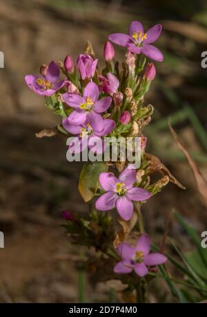 Centauria comune, Centaurium erythraea, in fiore nella prateria costiera, Dorset. Foto Stock