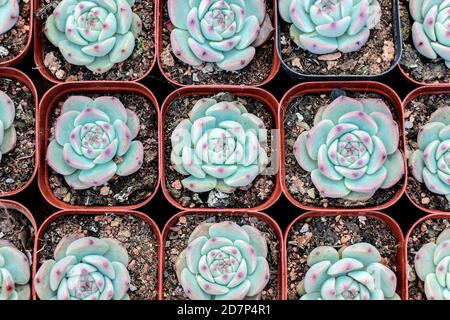 piante succulente colorate in pentola in fila Foto Stock
