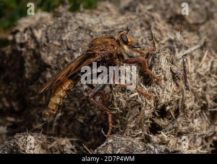 Hornet Robberfly maschile, Asilus crabroniformis, arroccato su sterco mucchio in prato erboso, Dorset. Foto Stock