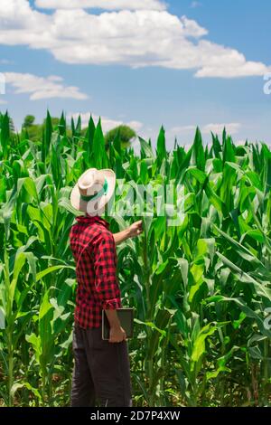 Coltivatore che utilizza un computer tablet digitale nella piantagione di campi di mais coltivati. Moderna applicazione tecnologica nell'attività agricola in crescita. Imag. Concetto Foto Stock