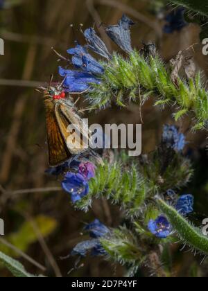 Lulworth skipper, Thymelicus acteon, femmina che si nutre di Viper's Bugloss, con acari rossi del trombidium; in prateria di gesso, Dorset. Foto Stock