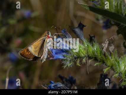 Lulworth skipper, Thymelicus acteon, femmina che si nutre di Viper's Bugloss, con acari rossi del trombidium; in prateria di gesso, Dorset. Foto Stock