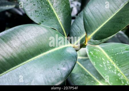 Primo piano di foglie verdi di gomma (Ficus elastica) Foto Stock