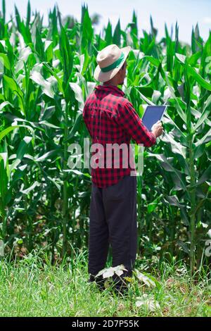 Coltivatore che utilizza un computer tablet digitale nella piantagione di campi di mais coltivati. Moderna applicazione tecnologica nell'attività agricola in crescita. Imag. Concetto Foto Stock