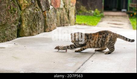 Gatto striato grigio a caccia del mouse. Gatto giovane che cattura un mouse. Foto Stock