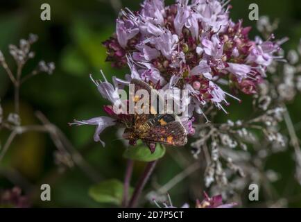 Viola comune e oro, Pyrausta puralis, - una micromoth - che si nuce a Marjoram su gesso downland. Foto Stock