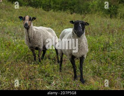 Gregge di pecore che pascolano il terreno discendente di gesso a Broughton Down, Hampshire. Foto Stock