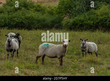 Gregge di pecore 'Badger-face' che pascolano il terreno discendente di gesso a Broughton Down, Hampshire. Foto Stock