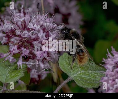 Bee a cucù a coda rossa maschile, Bombus rupestris, nutrimento su fiori di Marjoram; parassita sociale su Bumblebee a coda rossa. Foto Stock