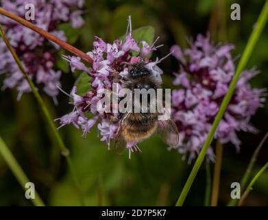 Bee a cucù a coda rossa maschile, Bombus rupestris, nutrimento su fiori di Marjoram; parassita sociale su Bumblebee a coda rossa. Foto Stock