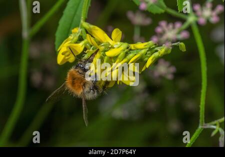 Carder Bee sul Melilot in fiore sul bordo del campo. Hampshire. Foto Stock