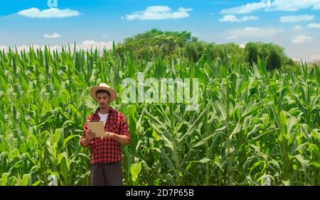 Coltivatore che utilizza un computer tablet digitale nella piantagione di campi di mais coltivati. Moderna applicazione tecnologica nell'attività agricola in crescita. Imag. Concetto Foto Stock