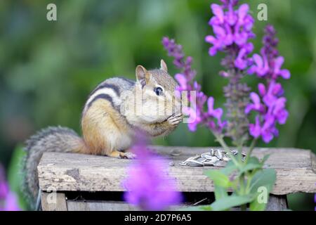 Un Chipmunk orientale tra fiori mangiare semi Foto Stock