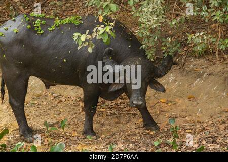 La grande siccità del brasiliano Pantanal 2020 Foto Stock