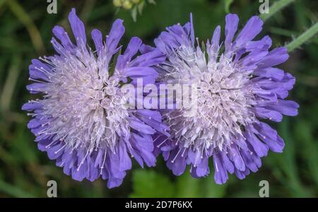 Campo scabioso, Knautia arvensis, fiori in prateria di gesso, Salisbury Plain, Wiltshire. Foto Stock
