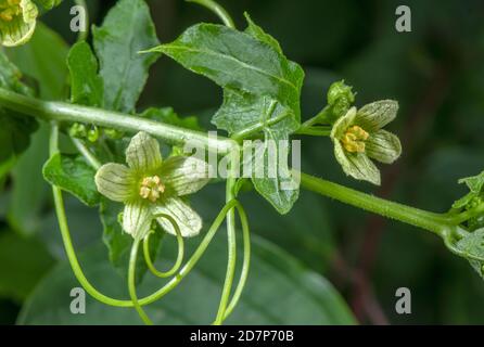 Bryonia bianca, Bryonia dioica, in fiore, con tendini, in hedgerow. Foto Stock