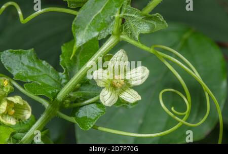 Bryonia bianca, Bryonia dioica, in fiore, con tendini, in hedgerow. Foto Stock