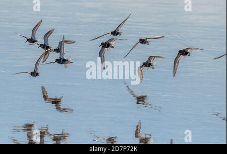 Il gregge di Dunlin, Calidris alpina, - in un piumaggio parziale di allevamento - che viene a terra dalla flotta, Weymouth, Dorset. Sulla migrazione verso sud, verso la fine summ Foto Stock