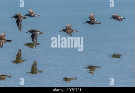 Il gregge di Dunlin, Calidris alpina, - in un piumaggio parziale di allevamento - che viene a terra dalla flotta, Weymouth, Dorset. Sulla migrazione verso sud, verso la fine summ Foto Stock