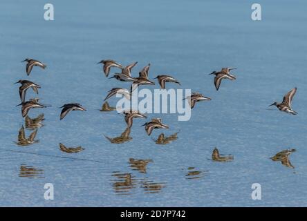 Il gregge di Dunlin, Calidris alpina, - in un piumaggio parziale di allevamento - che viene a terra dalla flotta, Weymouth, Dorset. Sulla migrazione verso sud, verso la fine summ Foto Stock