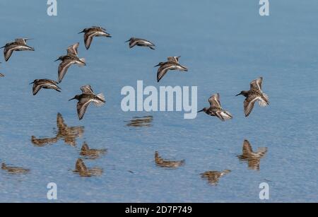 Il gregge di Dunlin, Calidris alpina, - in un piumaggio parziale di allevamento - che viene a terra dalla flotta, Weymouth, Dorset. Sulla migrazione verso sud, verso la fine summ Foto Stock