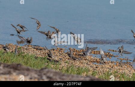 Il gregge di Dunlin, Calidris alpina, - in un piumaggio parziale di allevamento - che viene a terra dalla flotta, Weymouth, Dorset. Sulla migrazione verso sud, verso la fine summ Foto Stock