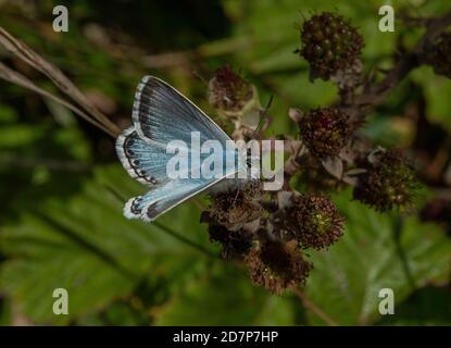 Maschio gesso-collina blu, Polyommatus coridon, alimentazione su fiori di bramble, su prateria di gesso caldo, Dorset. Foto Stock