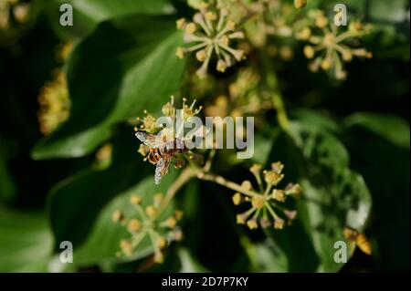 primo piano di un'ape di miele su un comune fiorente ivy Foto Stock