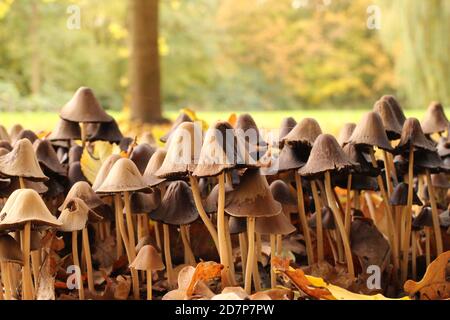 un grande gruppo di funghi bruni psatirella chiocciola e un sfondo verde tenue nella foresta in autunno Foto Stock