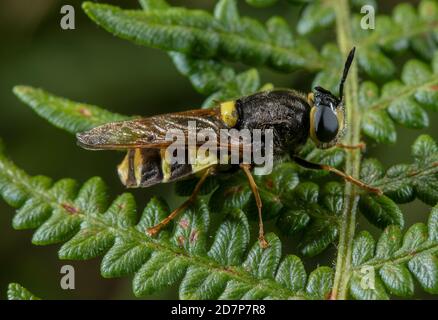 Una mosca soldato, generale bandito, Stratiomys potamida si stabilì su bracken. Dorset. Foto Stock