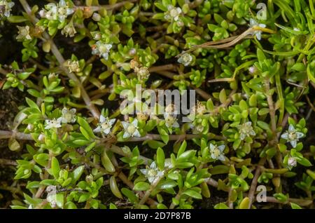 Porcellana neozelandese, Crassula helmsii, in fiore, naturalizzato in stagno della Nuova Foresta. Foto Stock