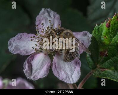 Ape scura europea, Apis mellifera mellifera, una sottospecie di ape occidentale, che si nuce al fiore rosa di Bramble. Nuova foresta. Foto Stock