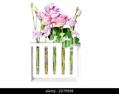 Boccioli di rosa viola in provette di vetro su un supporto di legno bianco, isolati su sfondo bianco. Foto Stock