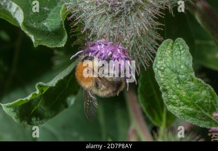 Comune carder Bumblebee, Bombus pascuorum alimentazione su fiori Burdock. Foto Stock