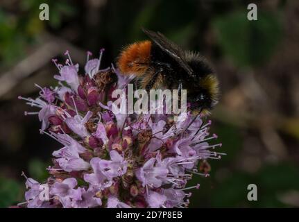 Maschio Bumble-bee dalla coda rossa, Bombus lapidarius, nutrendo i fiori di Marjoram. Dorset. Foto Stock