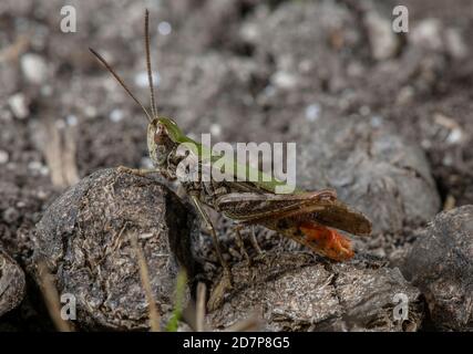 La striscia maschio-winged grasshopper, Stenobothrus lineatus, su chalk downland, Dorset. Foto Stock