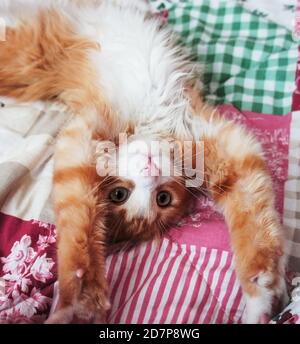 Ginger genzero bianco soffice gattino con naso rosa che si allunga su a. coperta colorata rosa-verde nel letto Foto Stock