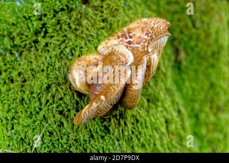 Fungo di Chaga - Inonotus obliquus che cresce in una foresta. Fungo di scaffale usato in medicina alternativa Foto Stock