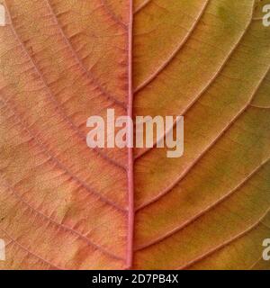 Macro foglia autunno, cornice quadrata. Disposizione piatta Foto Stock
