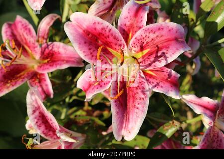 Giglio dello Stargazer Foto Stock