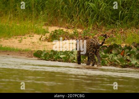 La grande siccità del brasiliano Pantanal 2020 Foto Stock