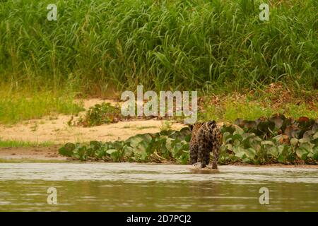 La grande siccità del brasiliano Pantanal 2020 Foto Stock
